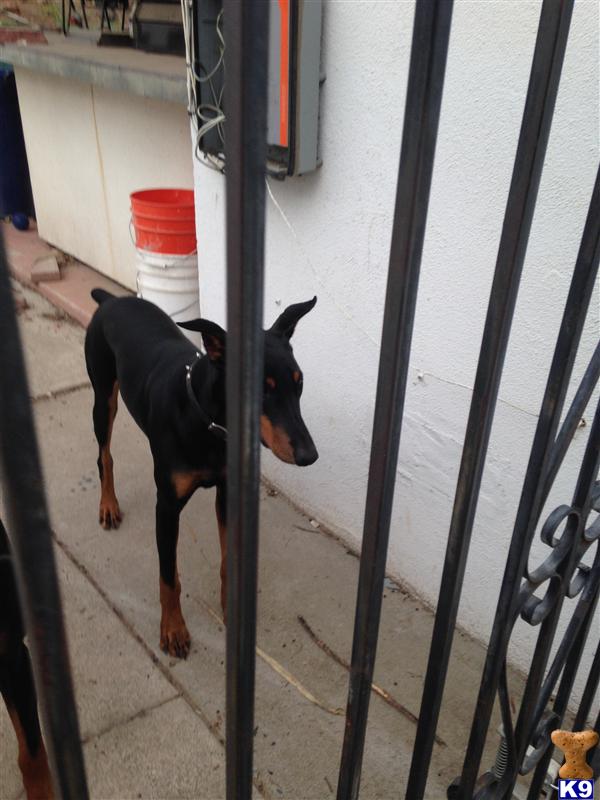 Doberman Pinscher dog